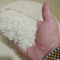 برنج فجر سوزنی