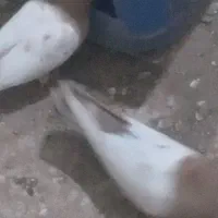 کفتر|پرنده|مه ولات, |دیوار