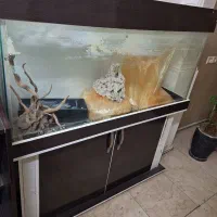 آکواریم شرکتی و کمدی