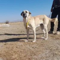 سگ ماده سرابی