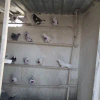 کبوتر پرشی تیرماهی