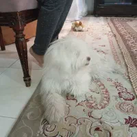 سگ کوتون معاوضه