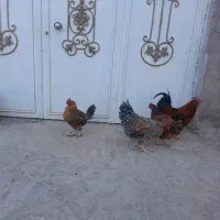 تعداد دو عدد خروس چاق جوون وسه تا مرغ محلی تخمی