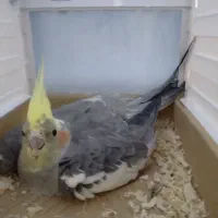 عروس هلندی کاملن سالم تخم گذاشته ۳|پرنده|جوادآباد, |دیوار