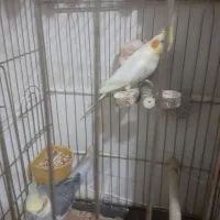 عروس هلندی سه عدد نر ویک ماده|پرنده|ری, حمزه‌آباد|دیوار