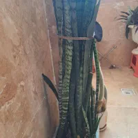 گل طبیعی رودهن فقط۲۰۰|گل و گیاه طبیعی|رودهن, |دیوار