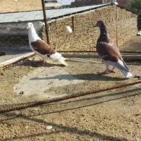 سه عدد کبوتر|پرنده|گنبد کاووس, |دیوار