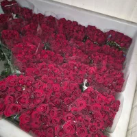 پخش بدون واسطه گل رز هلندی در تهران|گل و گیاه طبیعی|ری, بازار گل خاوران|دیوار