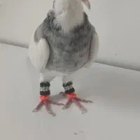 طوقی الماسی هفت‌رنگ ماده