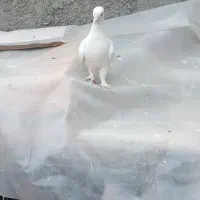 کبوتر باختی (لطفابخون)عکس نمایشی هست