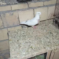 کبوتر دم زرد و سینه ای