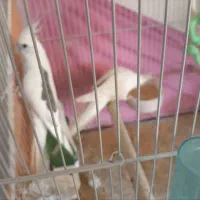 عروس هلندی|پرنده|گلبهار, شهر جدید گلبهار|دیوار