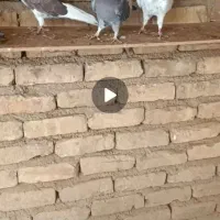 کفتر|پرنده|اقبالیه, |دیوار