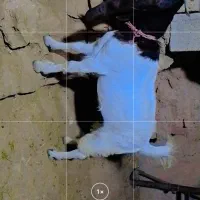 تیشتر افغانی|حیوانات مزرعه|مسجد سلیمان, |دیوار