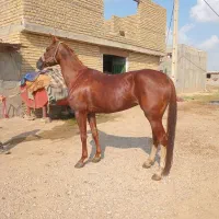 مادیون ترکمن ۴ ساله فروشی