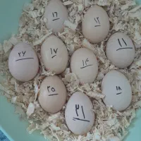 مرغ خروس اوشامو