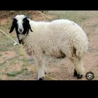 فروش گوسفندزنده دررباط کریم وحومه