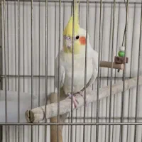 *عروس هلندی