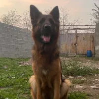 سگ نگهبان|سگ|رشت, پسیخان|دیوار