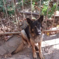 واگذاری ژرمن شپرد یک ساله نرو ماده