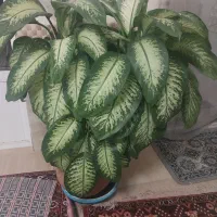 گلدان دیفن|گل و گیاه طبیعی|خمینی‌شهر, |دیوار
