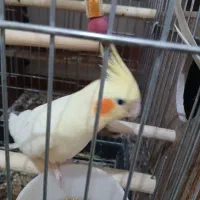 عروس هلندی|پرنده|اندیمشک, |دیوار