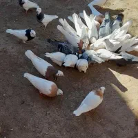 طوقی|پرنده|سبزوار, عارف|دیوار