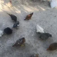مرغ|حیوانات مزرعه|کرمانشاه, |دیوار