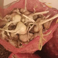 سیربذری بیل کن