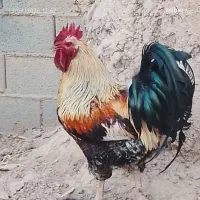 خروس خوشگل خوش رنگ مست مست