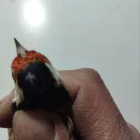 سهره های نر ونشاندار|پرنده|تبریز, |دیوار