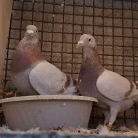 اوقون|پرنده|تربتحیدریه, داروپخش|دیوار