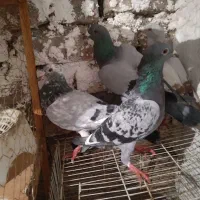 ۵نر کفتر المانی