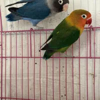 طوطی کوتوله برزیلی