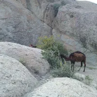 بچه شتر و بزغاله|حیوانات مزرعه|دماوند, دماوند|دیوار