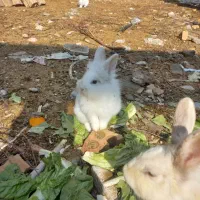 خرگوش|موش و خرگوش|پاکدشت, پارچین|دیوار