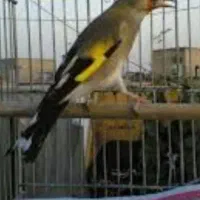 سهره پاییزه