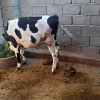 گوساله|حیوانات مزرعه|جیرفت, |دیوار