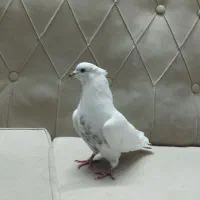 کفتر|پرنده|کرج, خرمدشت|دیوار