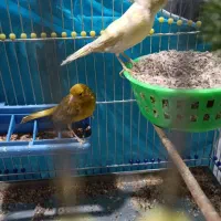 قناری ماده پس کوزه نر موزایکی سهره