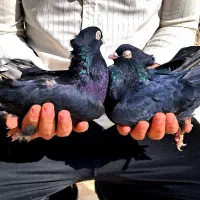 کبوتر کفتر زاغ قیل سیاه سرخ سوسنی واکسی چشم نوک|پرنده|شهرضا, |دیوار