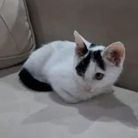 واگذاری گربه ۴ ماهه DSH