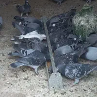 کفتر پلاکی