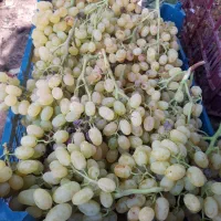 فروش عمده نهال انگور قهرمانی