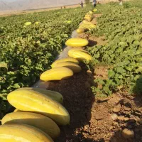 فروش-ملک-کشاورزی