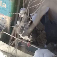 کبوتر  پرشی