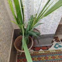 گل طبیعی