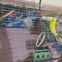 معاوض باجوجه قناری نر|پرنده|مشکیندشت, |دیوار