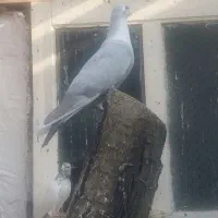 کبوتر|پرنده|نقده, |دیوار