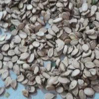 تخمه هندوانه